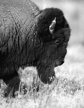 diy photo art, photo art, photo wall art, minted knock-off, free photography