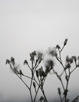 free photography, diy photo art, photo art, photo wall art, minted knock-off